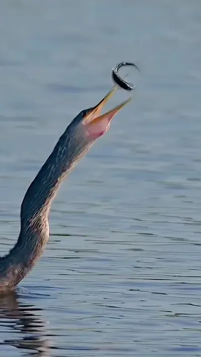 Wonderful sounds of nature #animals #nature #wildlife #animalsworld #foryou #fyp #foryoupage 