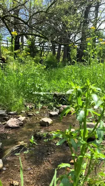 #farm #asmr #nature #cows #natureaesthetic 