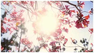 Nature restores what life exhausts. || #cinematic #foryoupage #music #nature #aesthetic 