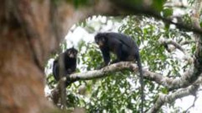 Scientists describe amazing feeling to look into the face of an animal that so few people knew exist