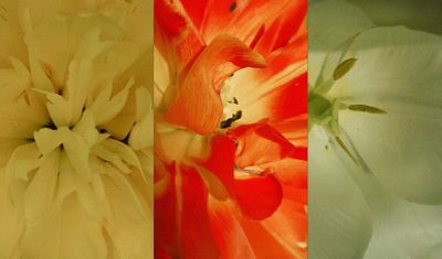 May , #flowers #nature #naturephotography #springflowers #natureofinstagram #tulip