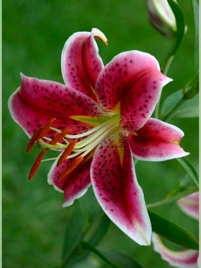Lily flowers ✨🌿🌸😊
#nature #instgram #post #flowers #lilyflower