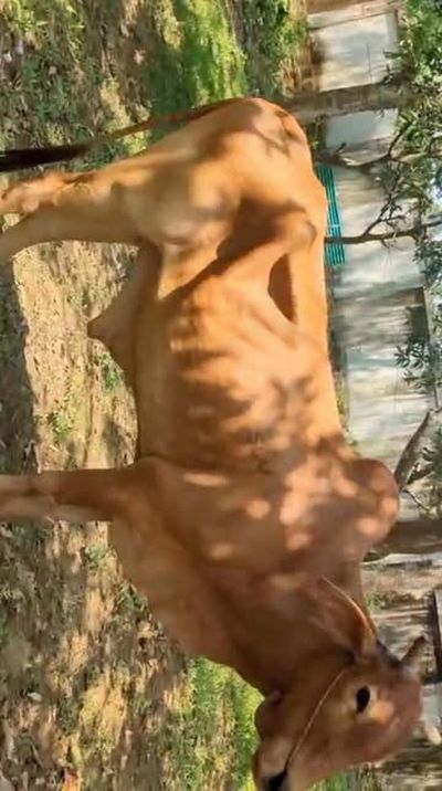 কত দাম হলে সঠিক দামে কেনা যেতে পারে। 
#nature #trending #reelsvideo