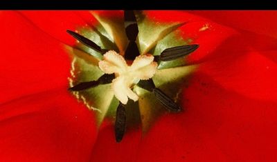 May , #flowers #nature #naturephotography #springflowers #natureofinstagram #tulip