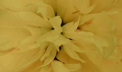 May , #flowers #nature #naturephotography #springflowers #natureofinstagram #tulip