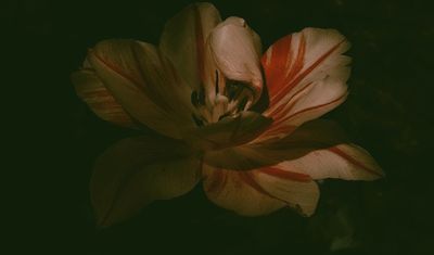 May , #flowers #nature #naturephotography #springflowers #natureofinstagram #tulip