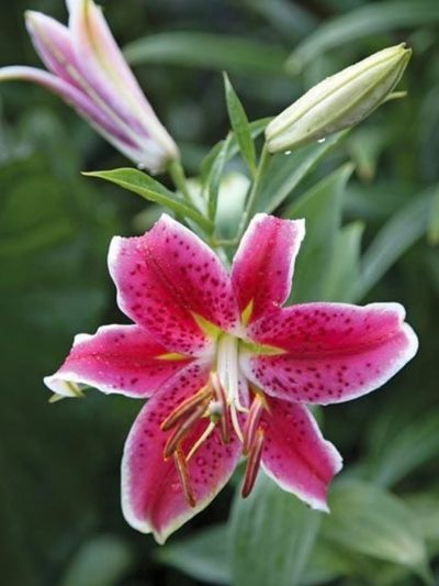 Lily flowers ✨🌿🌸😊
#nature #instgram #post #flowers #lilyflower