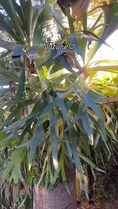 Nature 🌱

#flowers #viral #nature #christianity #moonlovers
