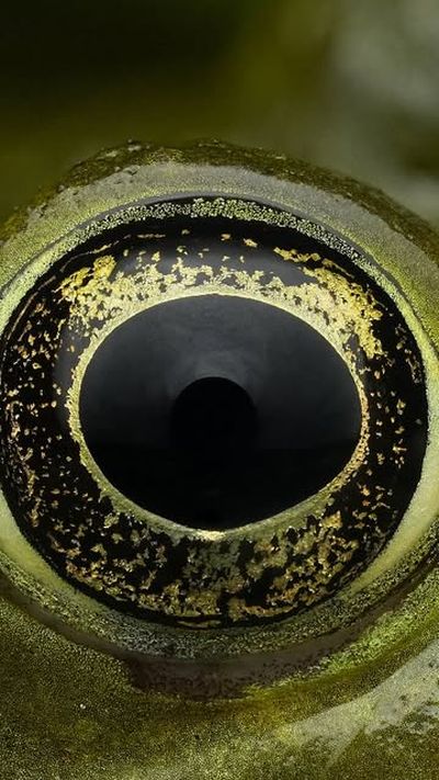 A whole world was hidden in that eye

#fyp #macro #nature #photography #animals