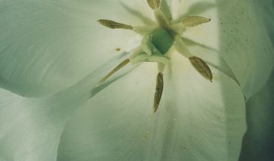 May , #flowers #nature #naturephotography #springflowers #natureofinstagram #tulip