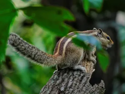 Ready for the next Jump!

In frame: Indian Palm Squirrel

#wildlifephoto
#wildlifephotography #wildl