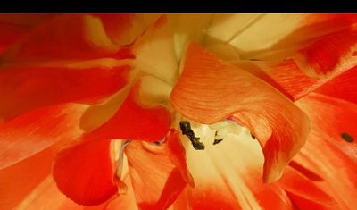 May , #flowers #nature #naturephotography #springflowers #natureofinstagram #tulip