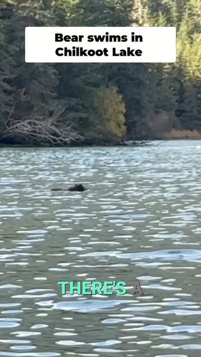 Chilkoot Lake: a grizzly bear's fishing spot. Witness nature's raw power and perfect adaptation. Pur