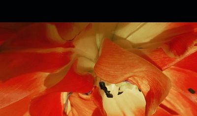 May , #flowers #nature #naturephotography #springflowers #natureofinstagram #tulip