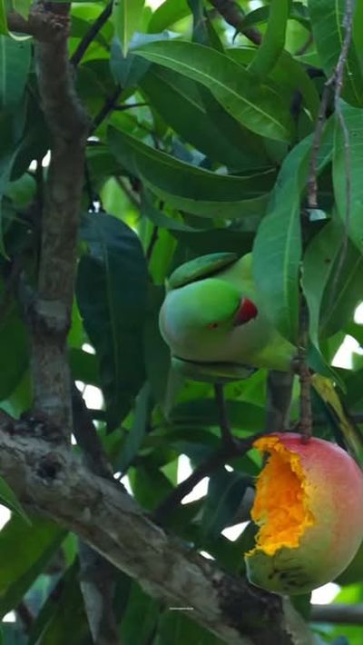 🥭🥭🥭🥭🦜🦜🦜🦜🦜❣️❣️

#trending #viral #mango #nature #love