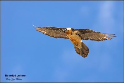 Bearded vulture from Wari La, Ladakh UT 

#birdsofindia #ladakh #leh #wildlifephotography #himalayas