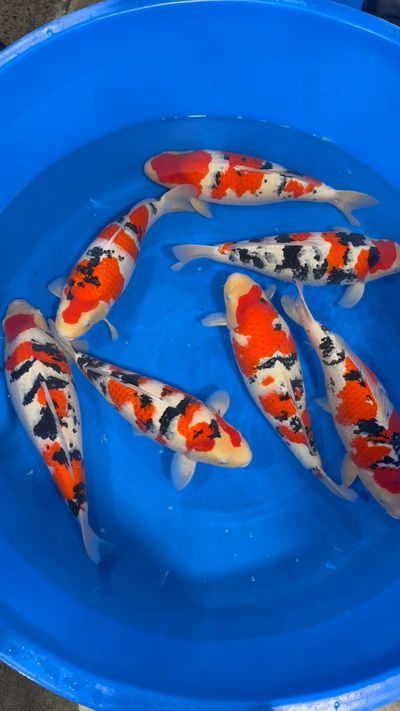 Chihiros WRGB II Slim 60 - Fitzs Fish Ponds