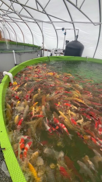 Chihiros WRGB II Slim 60 - Fitzs Fish Ponds