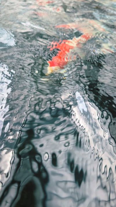 Shop Our Selection of Doitsu Kigoi Koi Fish Online